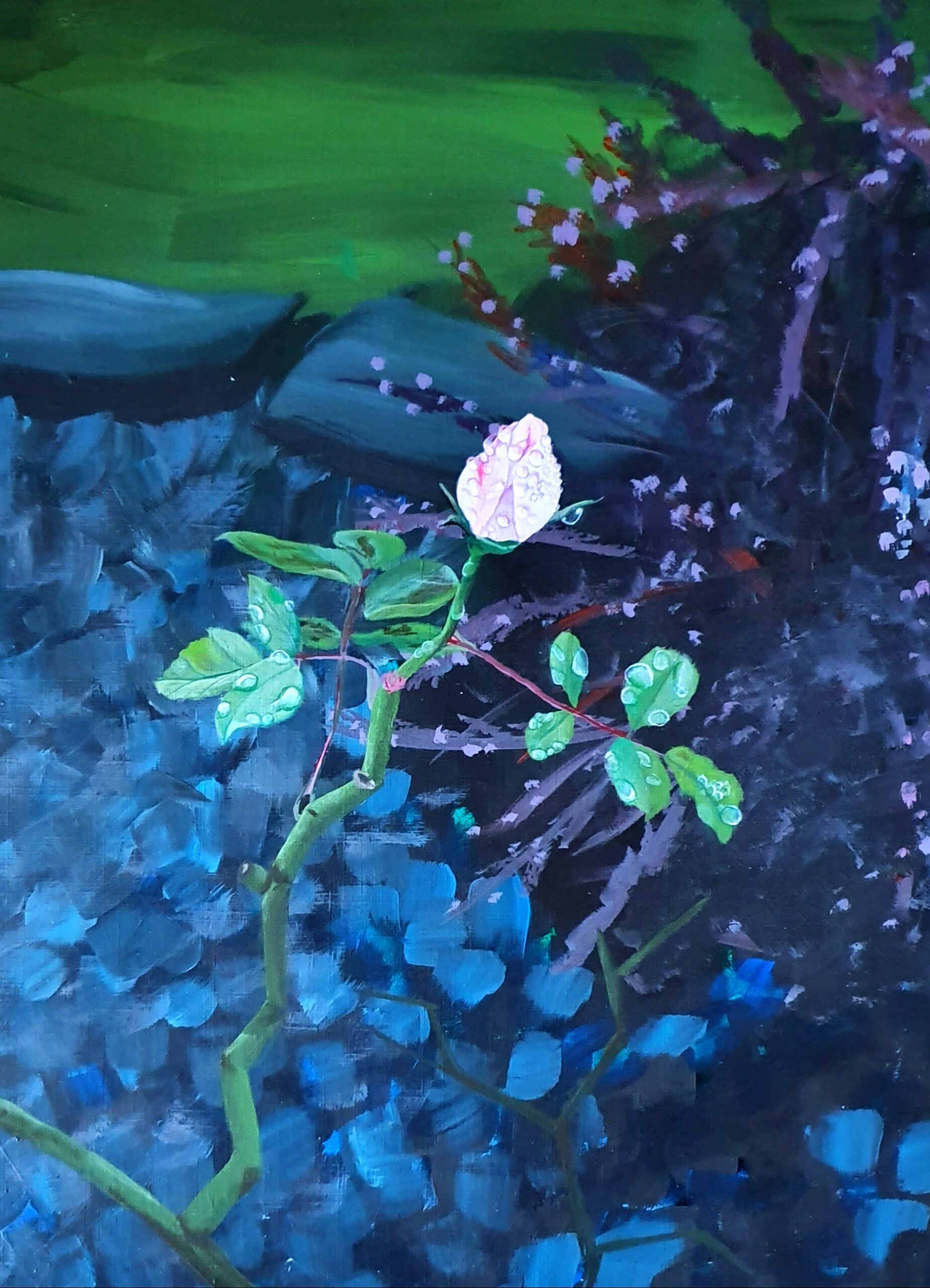 Single rose in rain