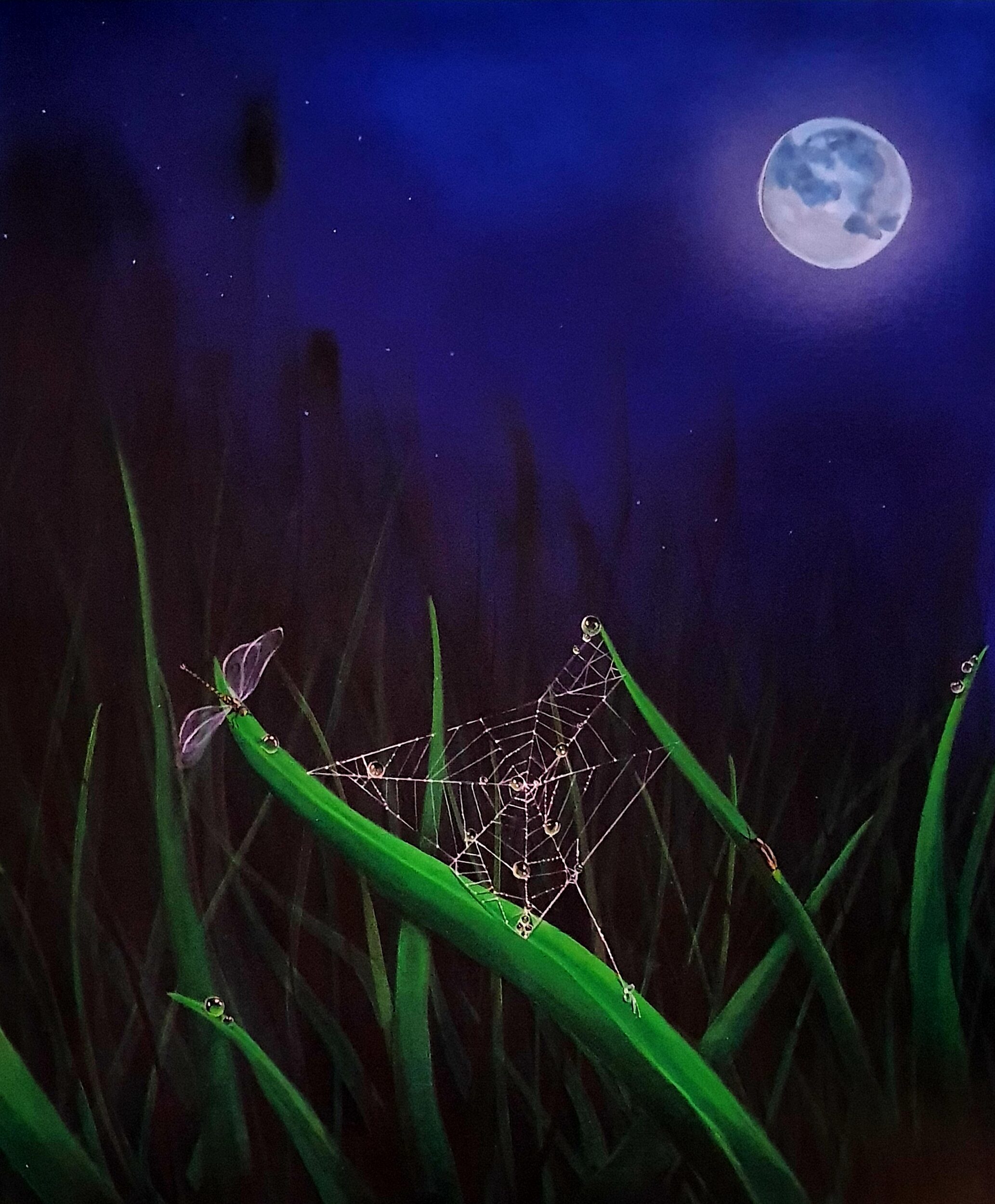 Spiderweb in moonlight